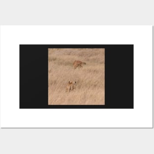 Serengeti Lion #7 - closing in on the kill Posters and Art